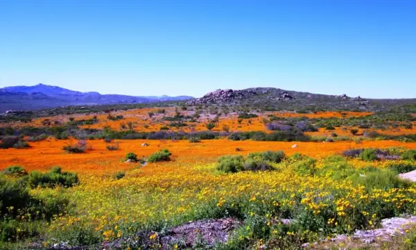 Namaqua National Park: Ein Meer aus orangefarbenen und gelben Blumen unter blauem Himmel.