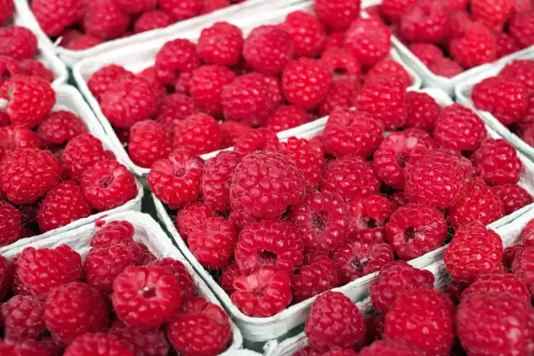 Kiedy sezon na maliny? Sprawdź najlepszy czas na zbiory!