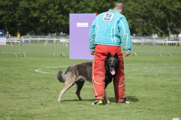 Un chien noir, en plein dressage au mordant, se faufile entre les jambes d'un homme portant un équipement de protection.