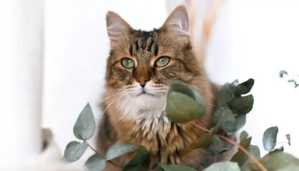 Eine Katze mit grünen Augen sitzt zwischen Eukalyptusblättern. Vorsicht vor Eukalyptusvergiftungssymptomen bei Haustieren.