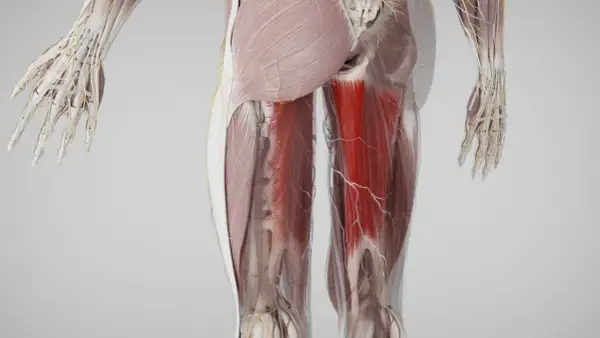 Detailansicht der Beinmuskulatur mit hervorgehobenem Adductor magnus. Nerven und Blutgefäße sind ebenfalls sichtbar.