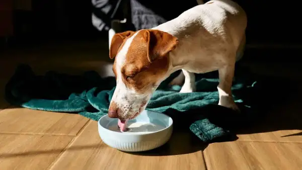 Perro Jack Russell bebe leche para perros de un cuenco azul sobre una manta verde.
