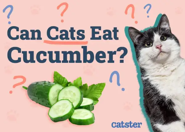 A black and white cat looks at sliced cucumbers, with the text "Can Cats Eat Cucumber?" on a pink background.