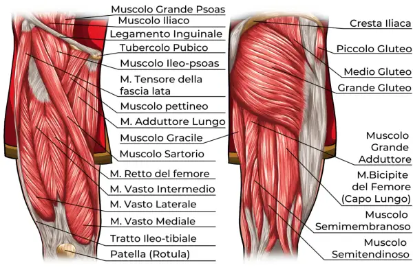 Anatomia dettagliata dei muscoli delle cosce, con etichette che indicano i nomi dei vari muscoli come il Grande Gluteo e il Retto del femore.