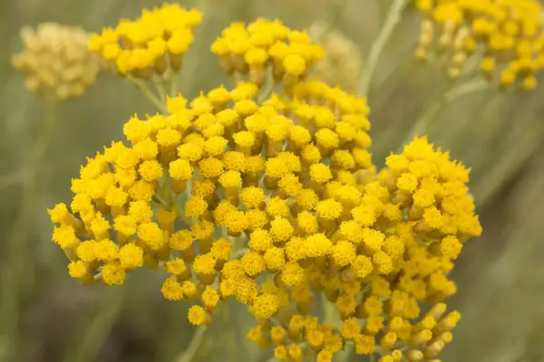 Racimos de flores amarillas, como pequeñas pompas de jabón, que parecen una **siempre viva** en el campo.