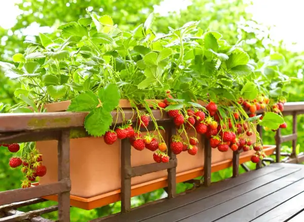 Fraisiers remontants en pleine floraison sur un balcon, prêts à être dégustés. Quand planter fraisier remontant pour une récolte abondante ?