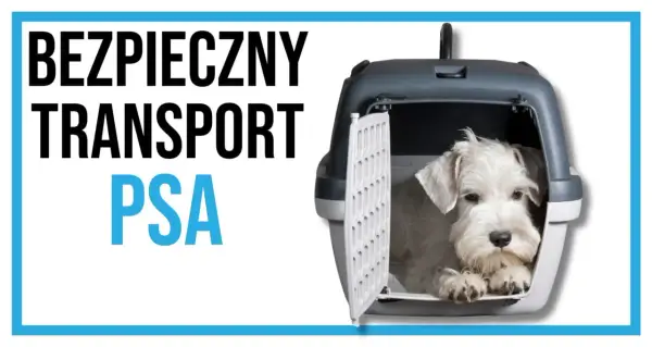 Biały piesek siedzi w otwartym transporterze.