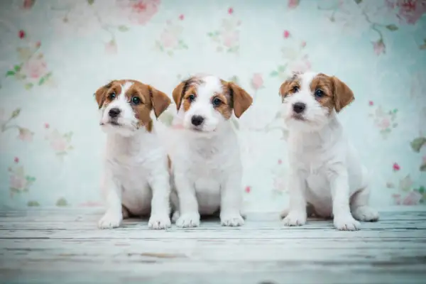 Trzy urocze szczenięta Jack Russell Terrier siedzą przed kwiecistą tapetą. Zastanawiasz się, ile powinien jeść szczeniak tej rasy?
