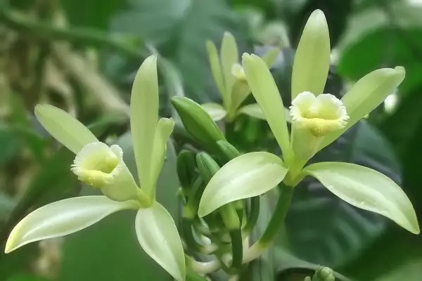 Fiori delicati di una pianta di vaniglia, con petali verde chiaro e un centro giallo.
