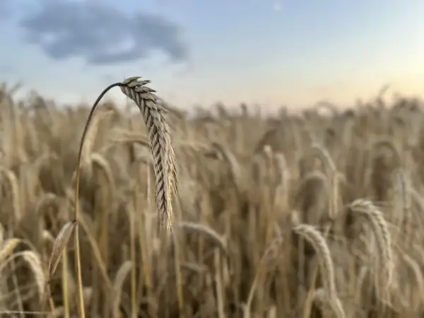 Kłos żyta na pierwszym planie, w tle pole zbóż i niebo. Obrazek sugeruje aktualne ceny żyta, które zależą od pogody i zbiorów.