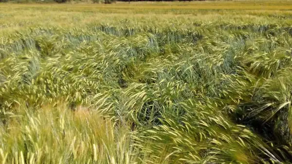Pole jęczmienia ozimego po nawożeniu. Zboże bujnie rośnie, kłosy kołyszą się na wietrze.