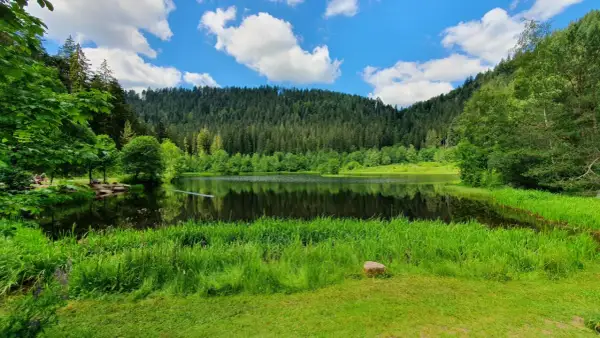 Idyllischer See mit Spiegelung im Schwarzwald, umgeben von üppigem Grün und einem dichten Nadelwald.