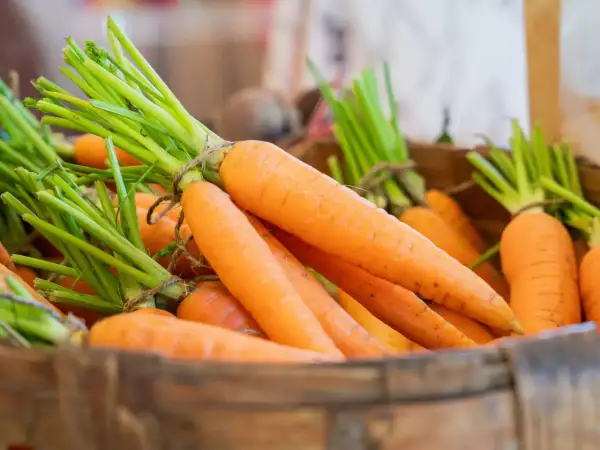 Des carottes fraîches, aux fanes vertes vives, sont présentées dans des caisses en bois. Peut-on manger des carottes molles ? Celles-ci semblent parfaites pour une salade croquante.