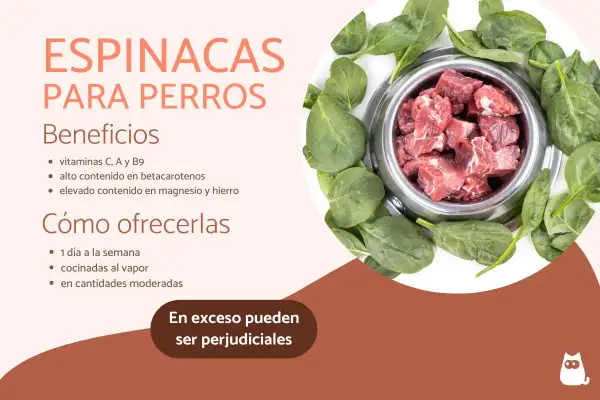 Un tazón de comida para perros rodeado de espinacas frescas. Los perros pueden comer espinacas, que aportan vitaminas y minerales esenciales.