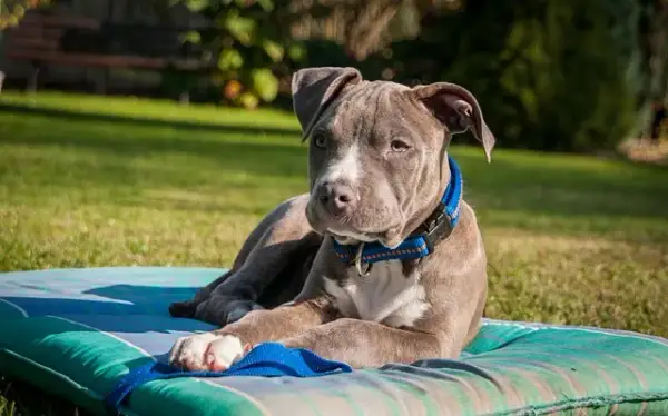 Amstaff: Wychowanie i szkolenie Zrównoważony pies to klucz!