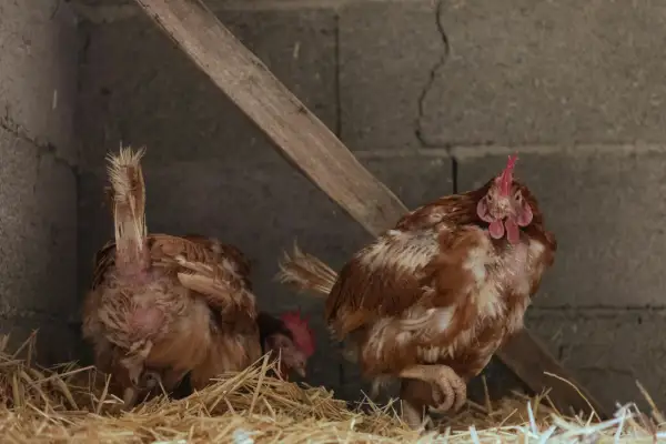 Zwei Hühner im Stall, eines mit sichtbarem Federverlust, das andere mit Blick zur Kamera. Das Huhn mauserte gerade sein Gefieder.