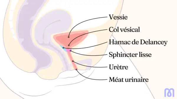 Schéma anatomique du pelvis féminin. Comprendre le fonctionnement de la vessie et de l'urètre peut aider à comment calmer les spasmes de la vessie.