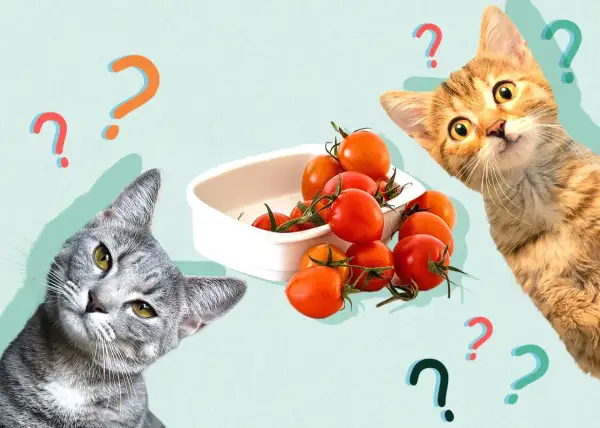 Two curious cats ponder a bowl of cherry tomatoes, surrounded by question marks. Can cats eat tomatoes?