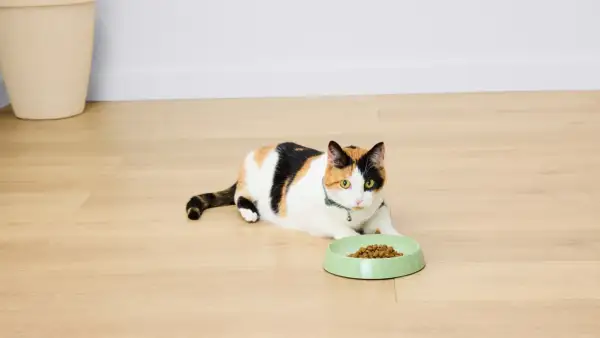 Chatte tricolore allongée près d'une gamelle remplie de croquettes. Elle attend patiemment sa dose.