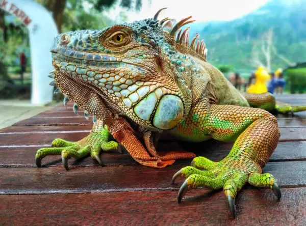 Iguana verde con escamas detalladas y garras afiladas, descansando sobre madera. ¿Qué comen las iguanas? Principalmente plantas.