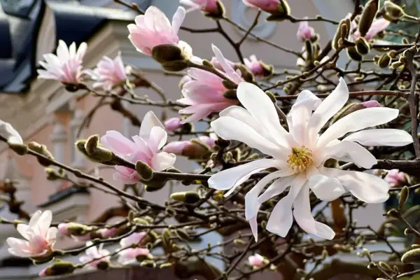 Delikatne kwiaty magnolii, białe i różowe, rozkwitają na gałęziach. Wiosenne przycinanie magnolii pozwoli jej pięknie kwitnąć.