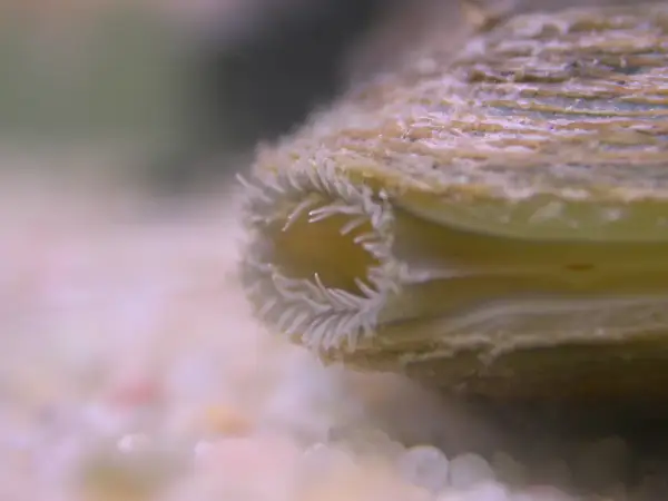 Extrémité d'une **anodonte chinoise** avec ses filaments délicats, posée sur un lit de sable fin.