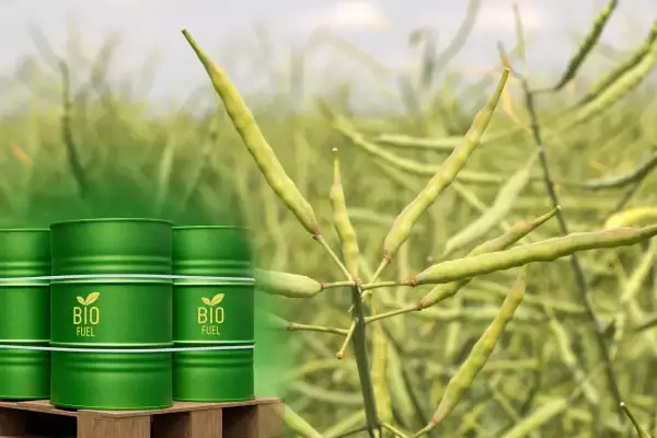 Zielone beczki z napisem "BIO FUEL" na tle dojrzewającego rzepaku. Analiza ceny rzepaku na giełdzie MATIF.