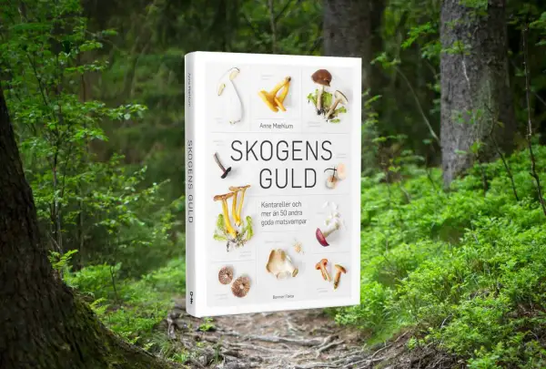 En bok om att plocka svamp, "Skogens Guld", visar olika matsvampar som kantareller. Perfekt för dig som vill lära dig mer om svamp.