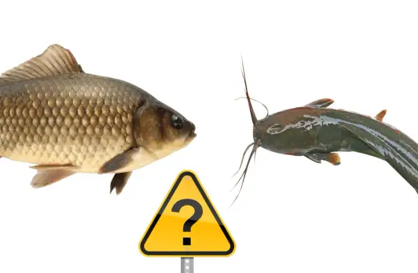 Karp i sum patrzą na siebie, a między nimi znak zapytania. Czy to glapa ryba?
