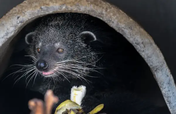 Urocze luwak zwierzę wychyla się z ciemnej nory, oblizując różowy język i jedząc banana.