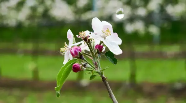 Un ramo di fiori di melo, con boccioli rosa e petali bianchi, annuncia che quando fiorisce il ciliegio, la primavera è arrivata.