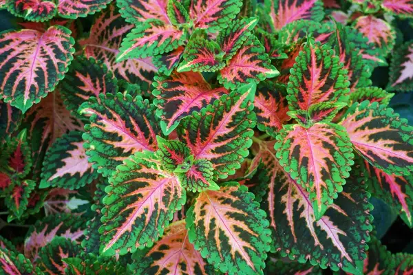 Foglie di coleus in casa, con striature verdi, rosa e nere che creano un disegno vibrante.