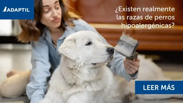 Una mujer cepilla a un perro blanco, preguntándose si existen realmente las razas de perros hipoalergénicos.
