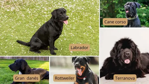 Un Labrador negro grande sentado en césped. Otros perros grandes: Cane Corso, Gran Danés, Rottweiler y Terranova.