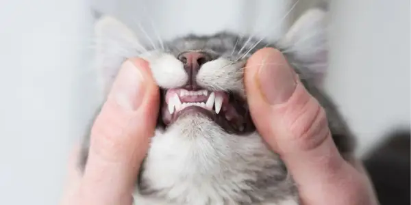 Garras afiladas y dientes de gato expuestos, un primer plano que podría ser un signo de rabia en gatos o simplemente una revisión dental.