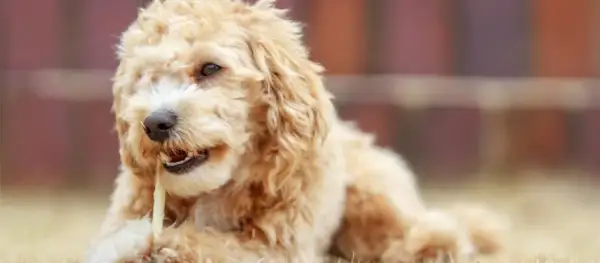 Ile kosztuje maltipoo z hodowli? Ceny, które mogą zaskoczyć