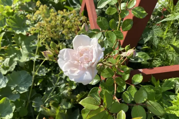 En ljusrosa ros blommar vid en träspaljé, omgiven av gröna blad och knoppar. En vacker syn att plantera rosor i trädgården.