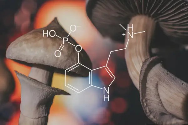 Grzyby halucynogenne z nałożonym wzorem chemicznym psylocybiny.