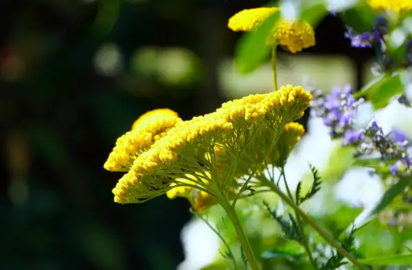 Gelbe Schafgarbe blüht, bekannt für ihre Wirkung auf Haare. Zarte Blüten im Sonnenlicht.