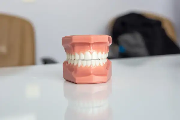 Model szczęki do nauki stomatologii, gotowy do pracy, by pokazać, jak prawidłowo **wax up** modele.