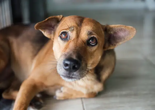 Ein brauner Hund liegt auf dem Boden, sein Blick ist nach oben gerichtet. Er scheint zu zittern, vielleicht weil er Angst hat oder weil er beim Einatmen zittert.