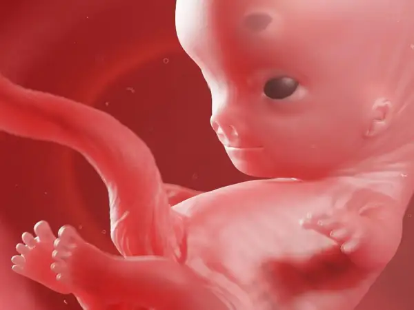 Rozwój płodu w 9 tygodniu ciąży. Widoczny jest ludzki zarodek z wykształconymi palcami u rąk i nóg, gotowy do dalszego wzrostu.