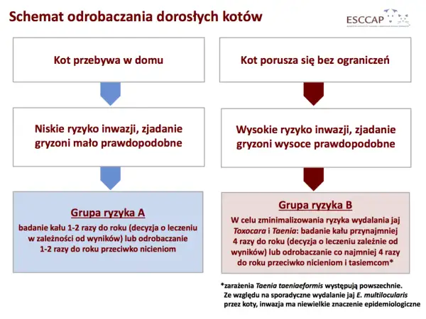 Schemat odrobaczania kota: kot domowy (niskie ryzyko) vs. kot wychodzący (wysokie ryzyko). Grupa A: badanie kału 1-2 razy/rok lub odrobaczanie. Grupa B: badanie kału 4 razy/rok lub odrobaczanie 4 razy/rok.