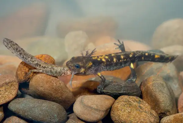 Deux bébés salamandres d'eau, l'un avec des branchies plumeuses, explorent un lit de galets sous l'eau.