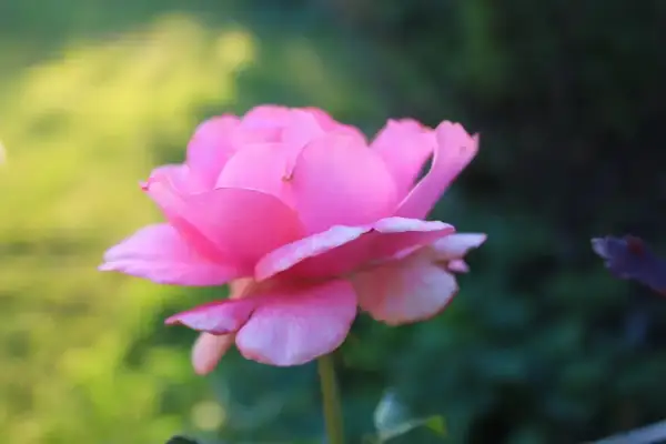 En vacker, ljusrosa ros blommar i trädgården. Dess mjuka kronblad verkar nästan som sammet, och den påminner om de remonterande rosor som blommar om och om igen under sommaren.