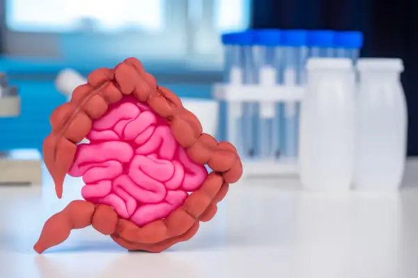 Model jelita grubego z widocznymi polipami. W tle probówki i pojemniki laboratoryjne.