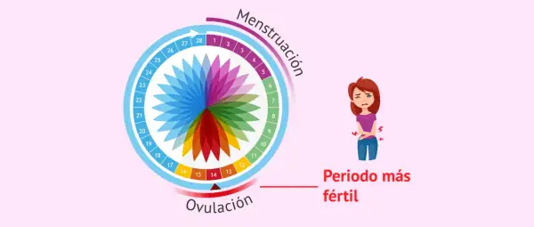 Ciclo menstrual con ovulación marcada. Una mujer se queja de dolor, quizás por el dolor ovulación.