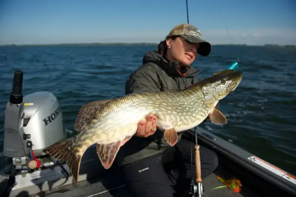 Fischerin hält stolz einen großen Hecht mit Kiemengriff. Das Raubfisch-Motiv zeigt die Freude am Angelerfolg auf dem Wasser.