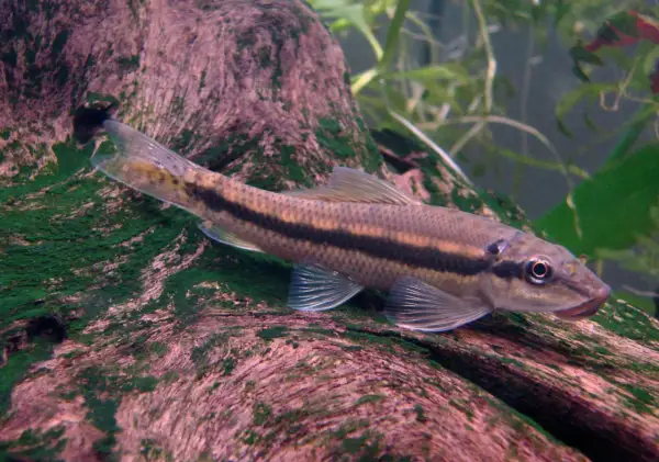 Un poisson mangeur d'algues filamenteuses, avec une bande sombre sur le flanc, se repose sur une branche recouverte de mousse verte.