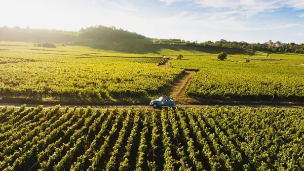 Ein blauer Oldtimer fährt auf der **route des grands crus** durch sonnenbeschienene Weinberge.